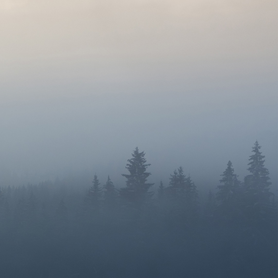 Обои Редвуд 1