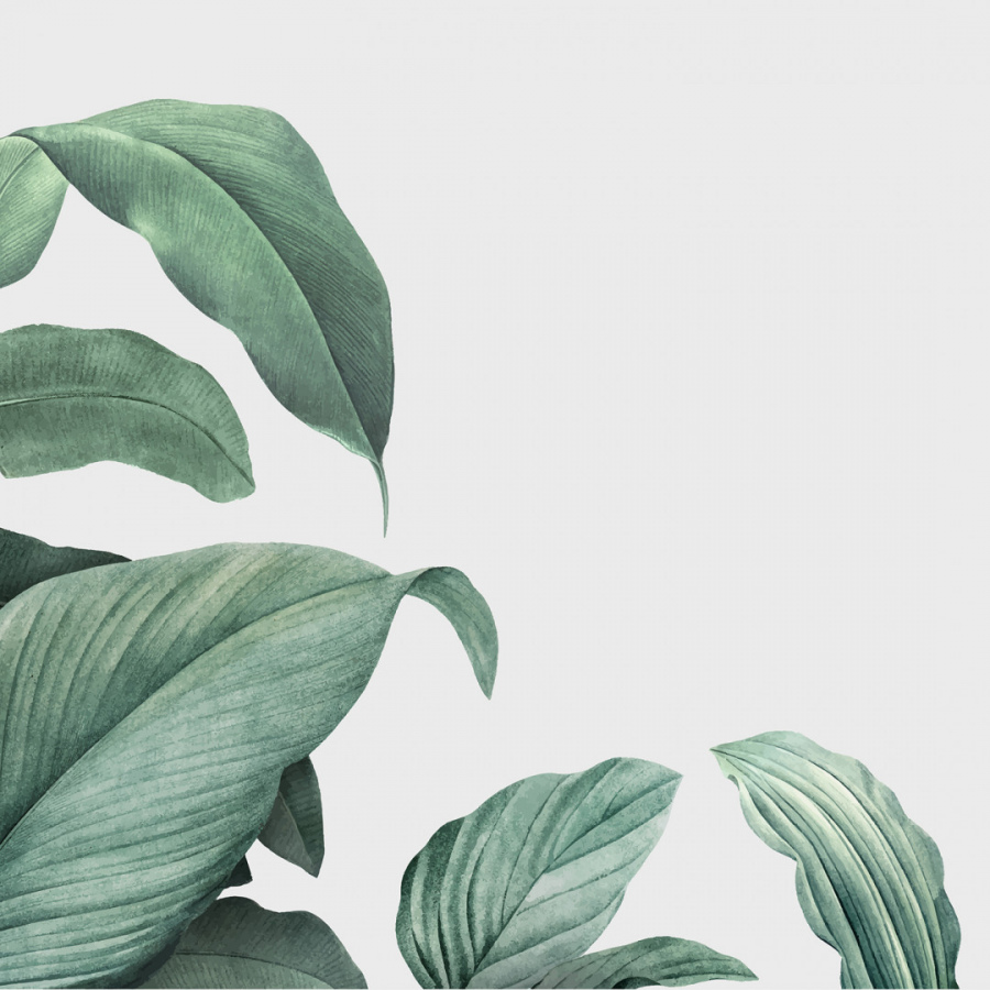 Обои Аспидистра 1