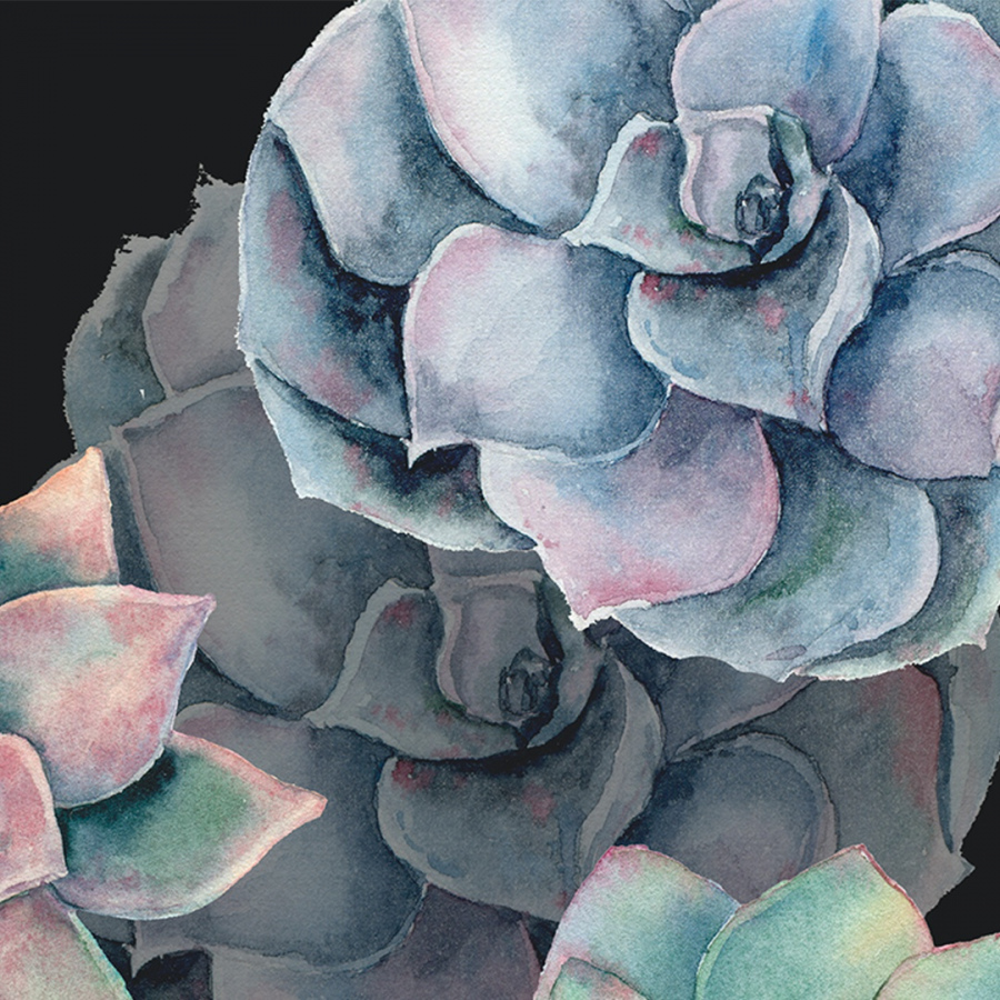 Обои Эхеверия 1