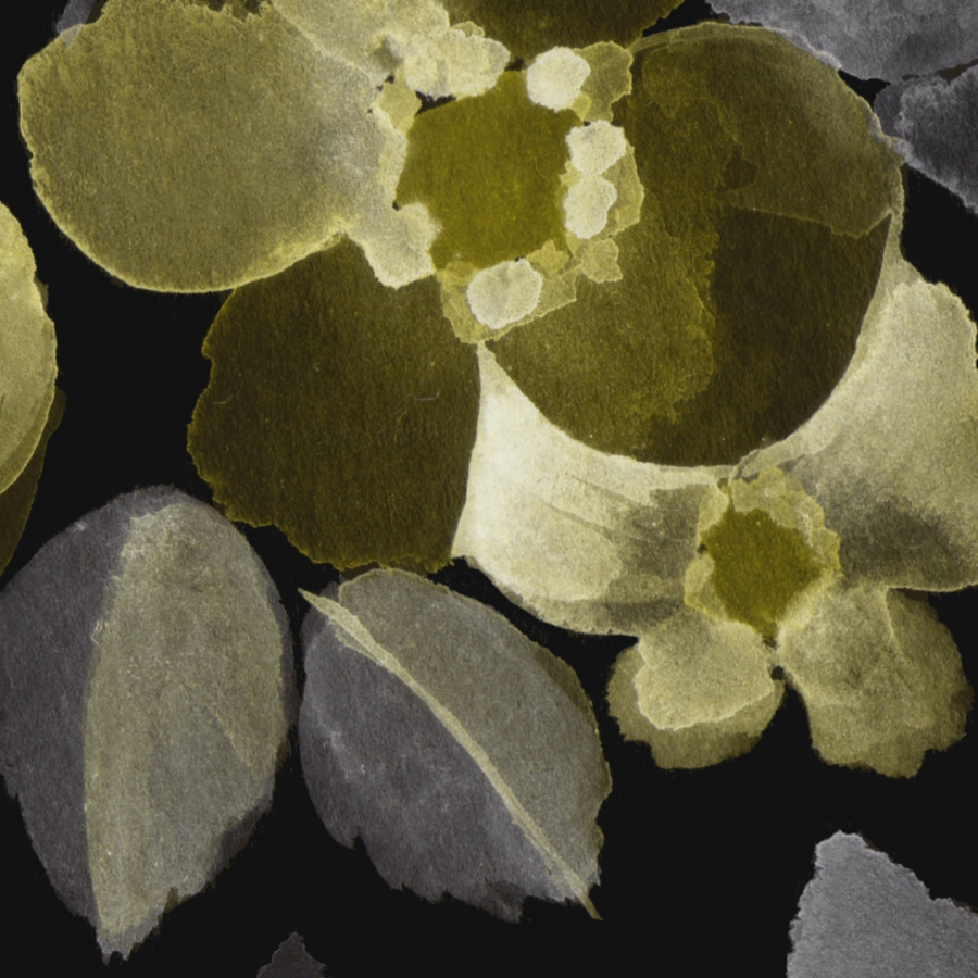 Обои Годеция блэк 1