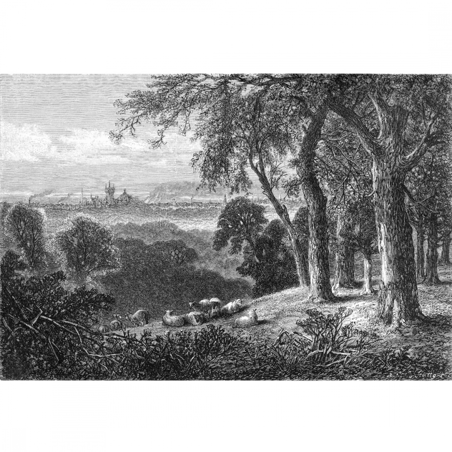 Обои Акамару 1